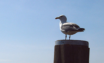 Mwe in Bsum